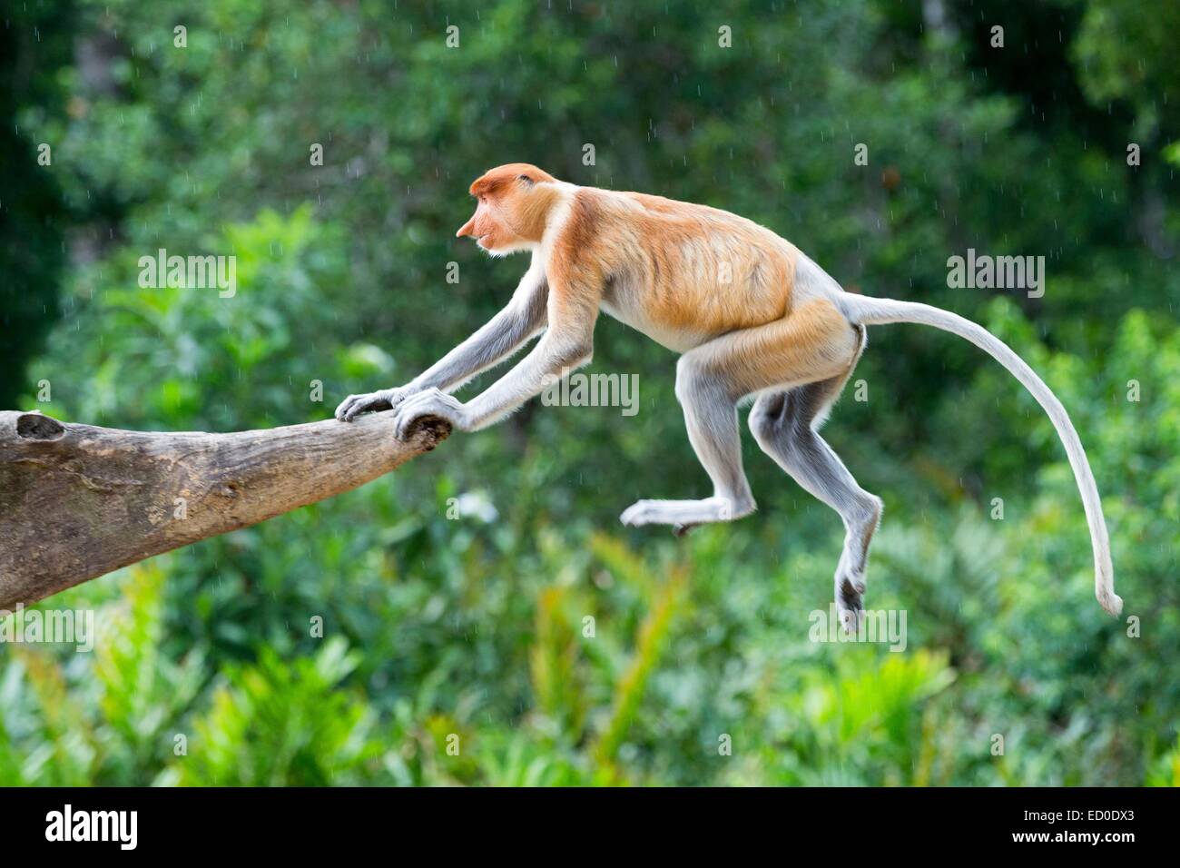 Malaysia, Sabah State, Labuk Bay, Nasenaffe oder Langnasen-Affe (Nasalis Larvatus) Stockfoto