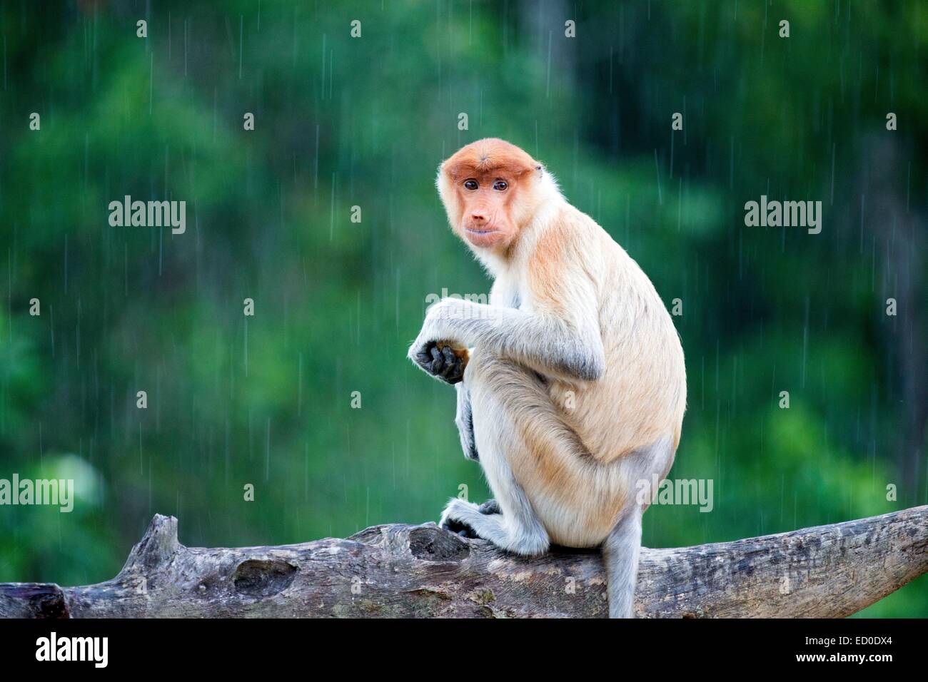 Malaysia, Sabah State, Labuk Bay, Nasenaffe oder Langnasen-Affe (Nasalis Larvatus) Stockfoto