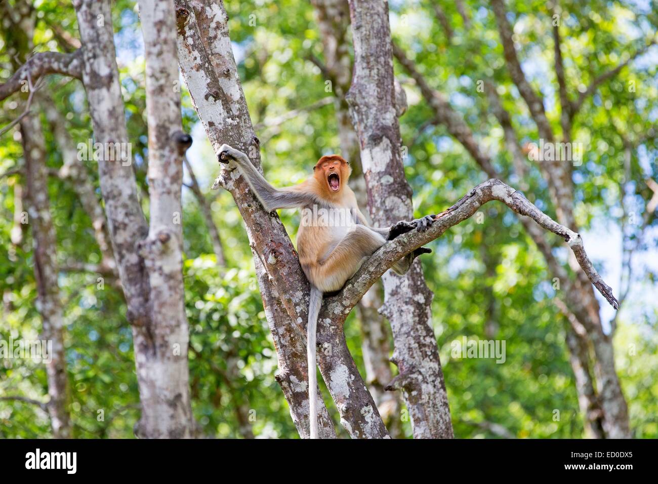 Malaysia, Sabah State, Labuk Bay, Nasenaffe oder Langnasen-Affe (Nasalis Larvatus) Stockfoto