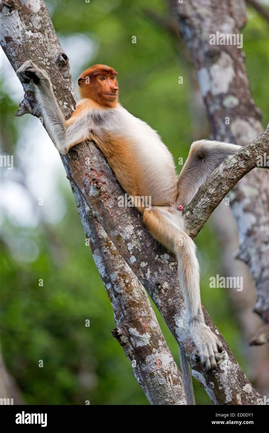 Malaysia, Sabah State, Labuk Bay, Nasenaffe oder Langnasen-Affe (Nasalis Larvatus) Stockfoto