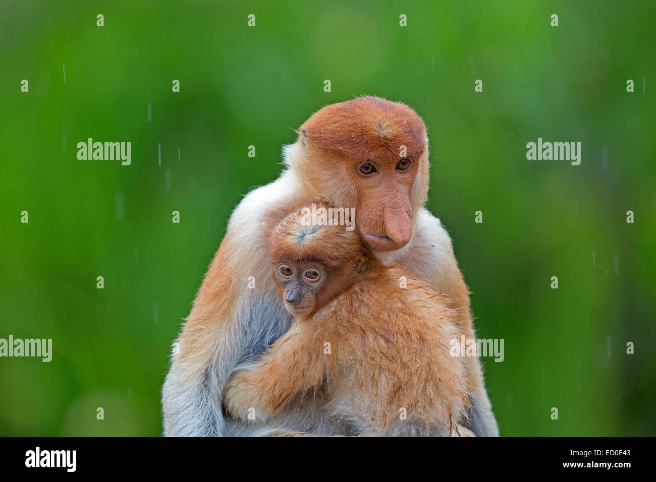 Malaysia, Sabah State, Labuk Bay, Nasenaffe oder Langnasen-Affe (Nasalis Larvatus), Erwachsene Frau und baby Stockfoto