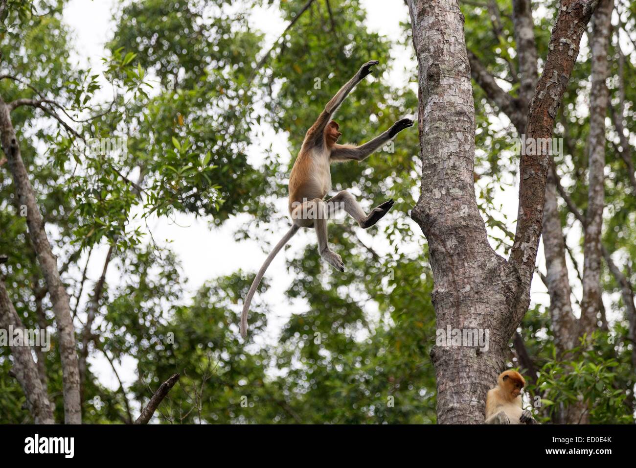 Malaysia, Sabah State, Labuk Bay, Nasenaffe oder Langnasen-Affe (Nasalis Larvatus) Stockfoto