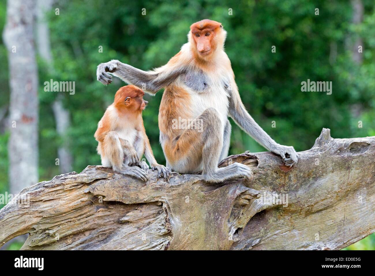 Malaysia, Sabah State, Labuk Bay, Nasenaffe oder Langnasen-Affe (Nasalis Larvatus), männliche Chefs Stockfoto