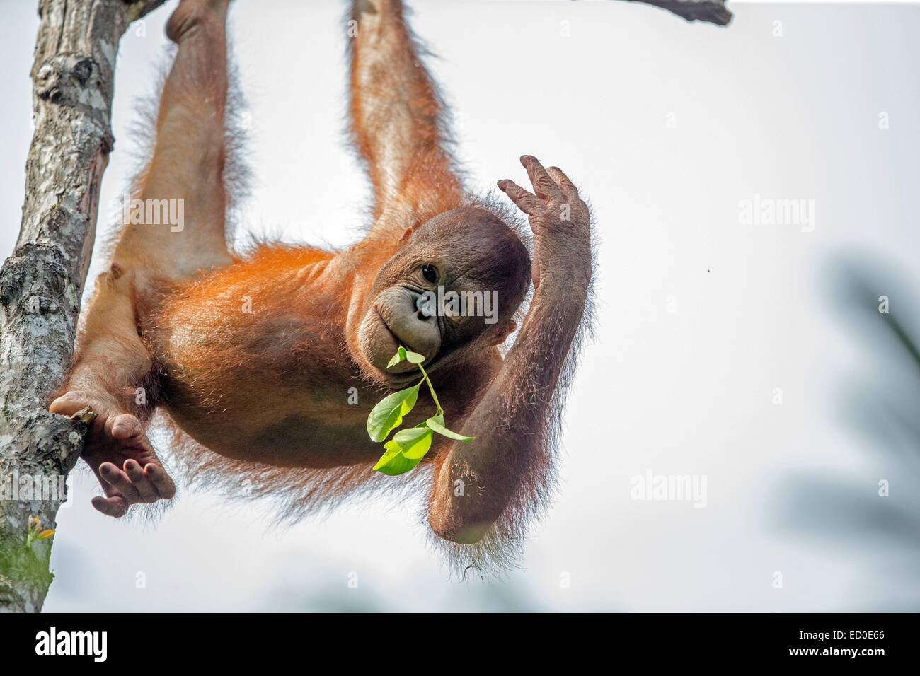 Malaysia Sabah Zustand Sandakan Sepilok Orang Utan Rehabilitation Center Northeast Bornean Orang-Utans (Pongo Pygmaeus Morio) junge Stockfoto