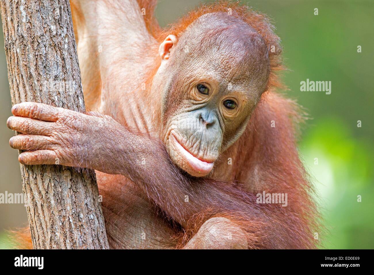 Malaysia Sabah Zustand Sandakan Sepilok Orang Utan Rehabilitation Center Northeast Bornean Orang-Utans (Pongo Pygmaeus Morio) junge Stockfoto