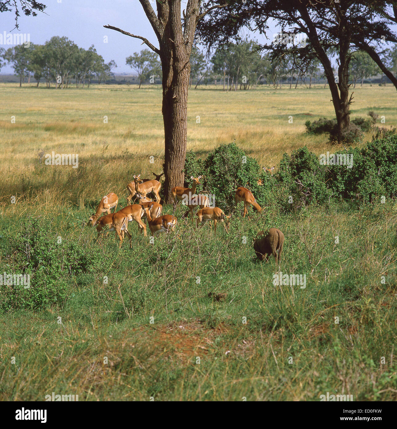 Herde Impalas und ein Wildschwein in Provinz Rift Valley Bush, Amboseli Nationalpark, Kenia Stockfoto
