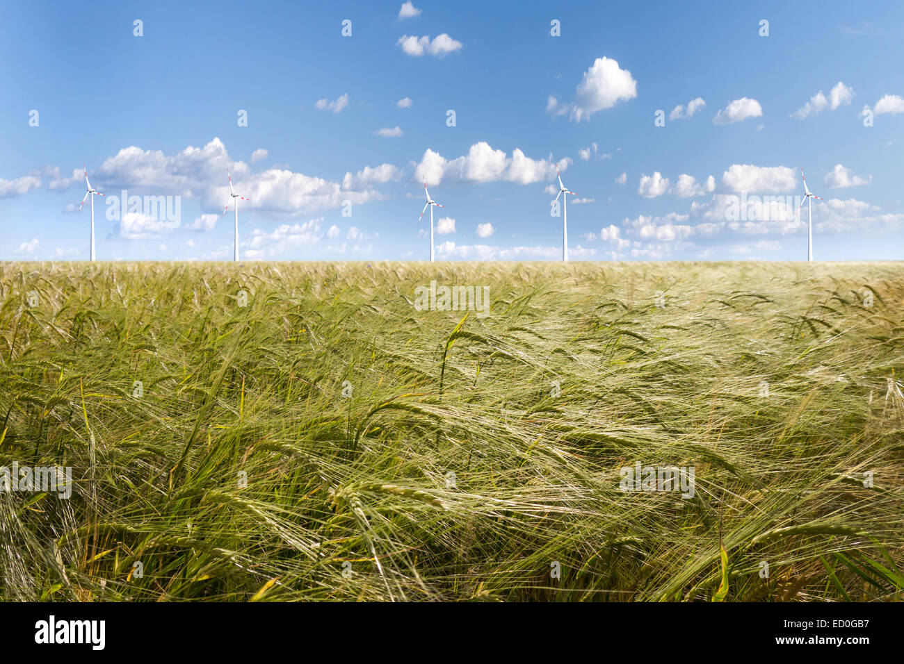 Gerste-Feld und Wind-Generator im Frühsommer Stockfoto