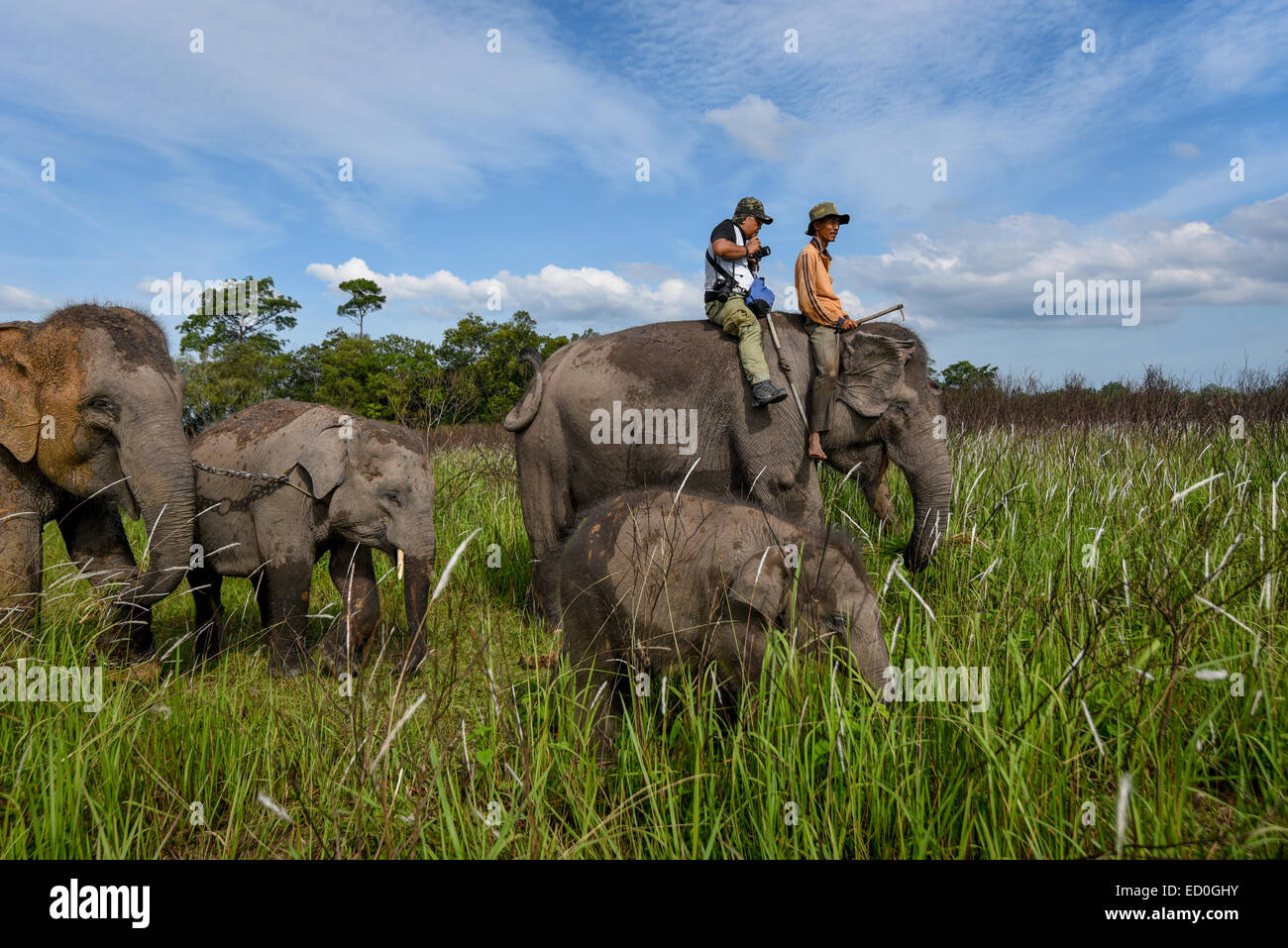 Ein Elefantenpfleger und ein Besucher reiten mit einer Elefantenherde im Kambas-Nationalpark, Indonesien. Stockfoto