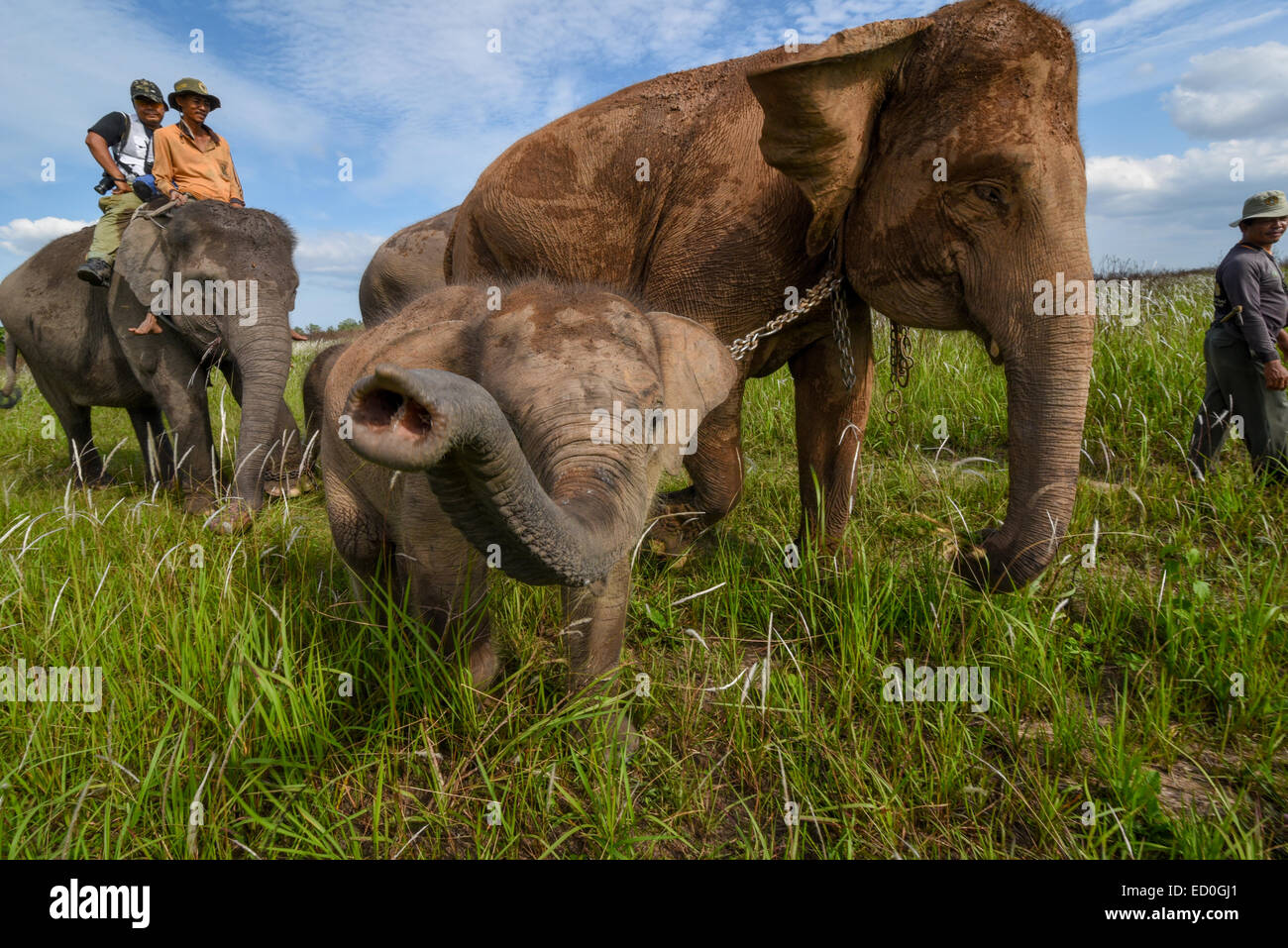 Ein Elefantenbaby, der versucht, das Objektiv des Fotografen im Weg zu küssen Kambas Nationalpark, Indonesien. Stockfoto