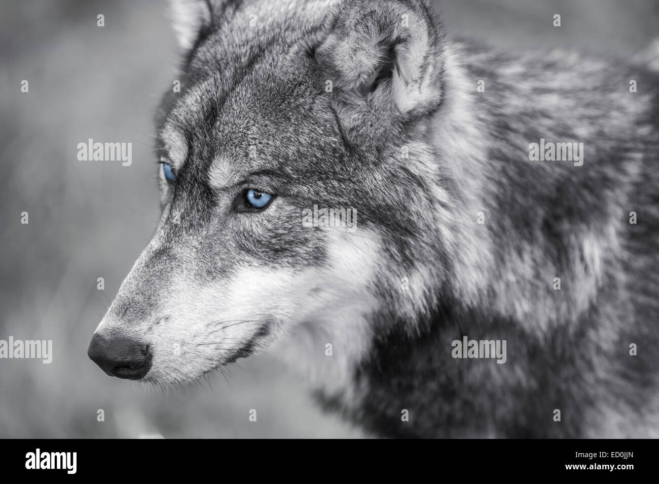 Schwarz / weiß Foto von North American Gray Wolf, Canis Lupus, mit blauen Augen Stockfoto