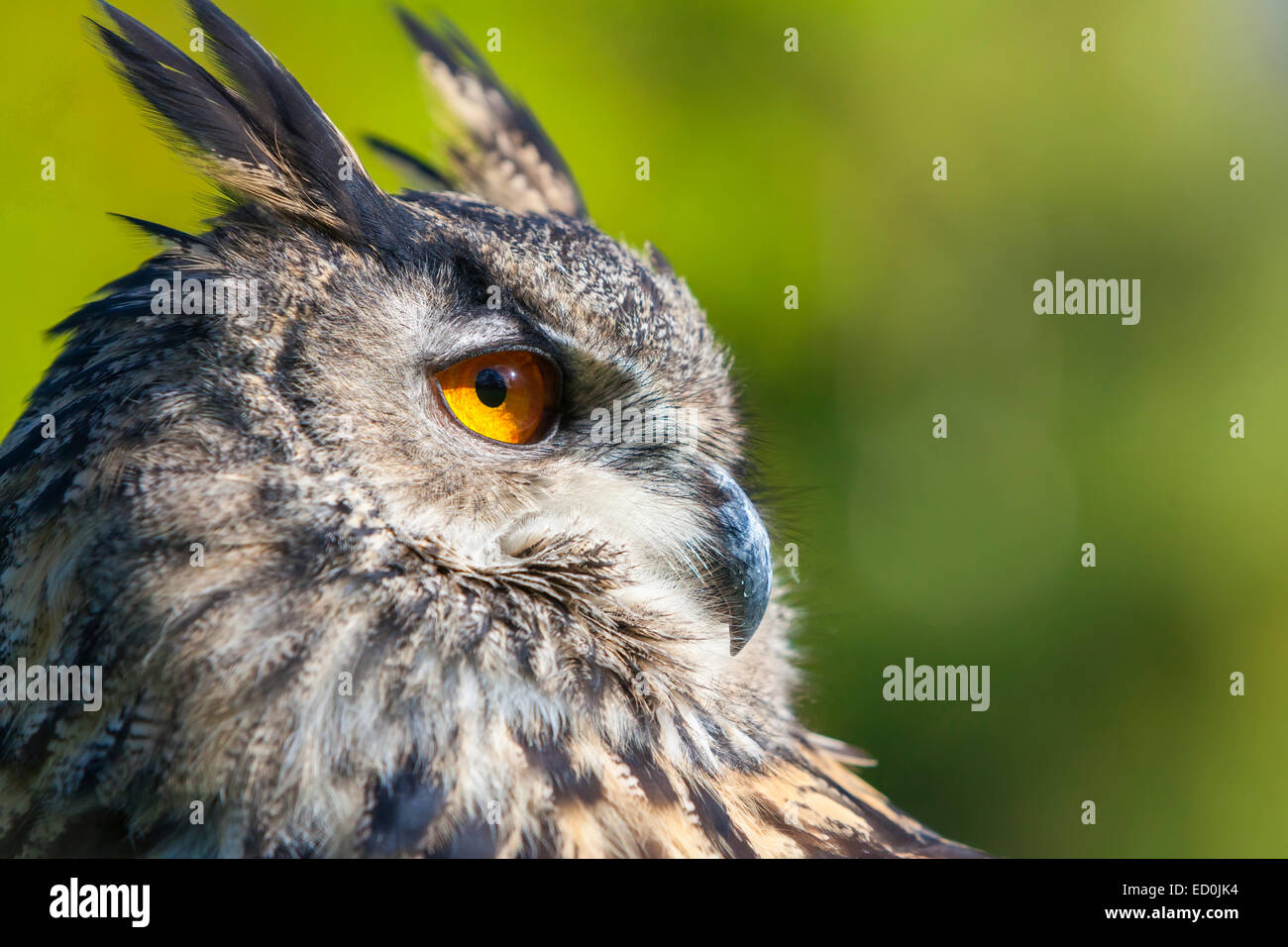 Europäische oder eurasische Uhu, Bubo Bubo, mit großen orangefarbenen Augen und einem natürlichen grünen Hintergrund Stockfoto