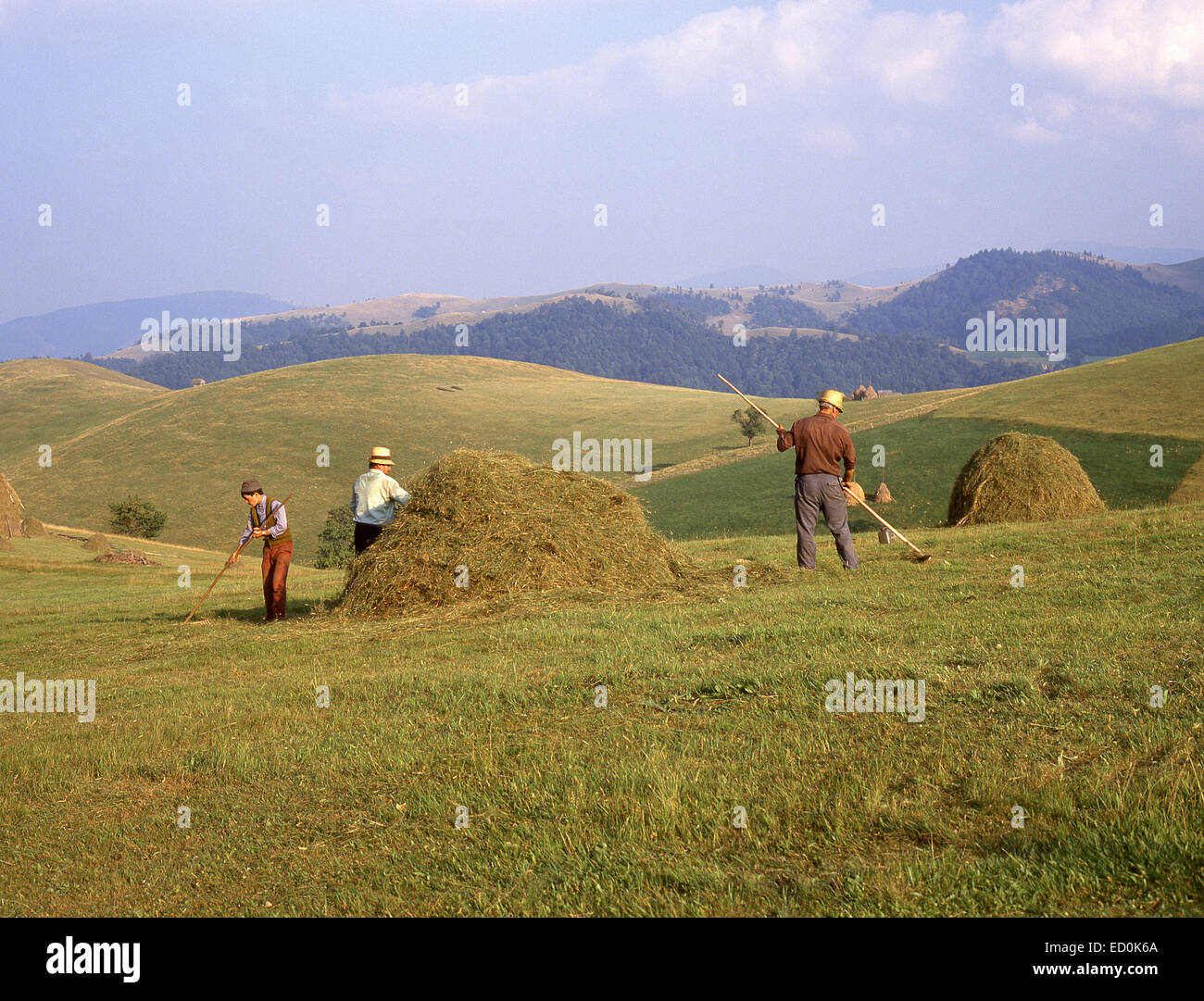 Landwirte, die Stapelung Heu im Feld, Harghita Grafschaft Centru (Siebenbürgen) Region, Rumänien Stockfoto