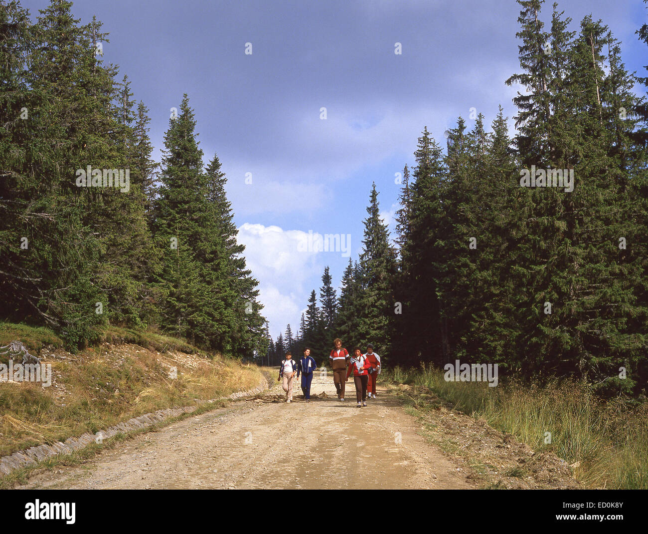 Familie Wandern im Grünen in der Nähe Pöltinis, Harghita Grafschaft Centru (Siebenbürgen) Region, Rumänien Stockfoto