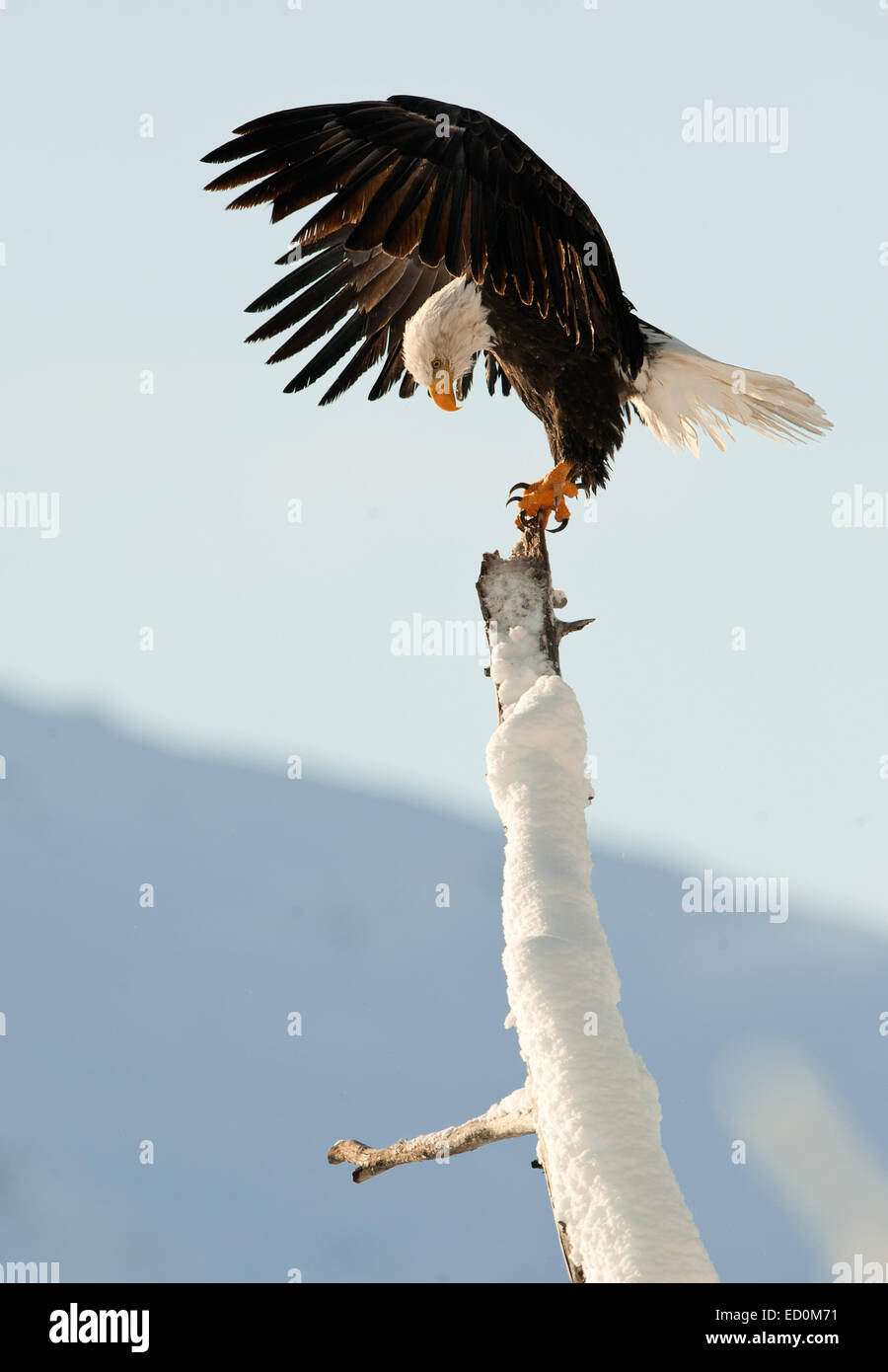 Weißkopf-Seeadler (Haliaeetus Leucocephalus) am Baum. Chilkat River Alaska USA Amerika. Stockfoto