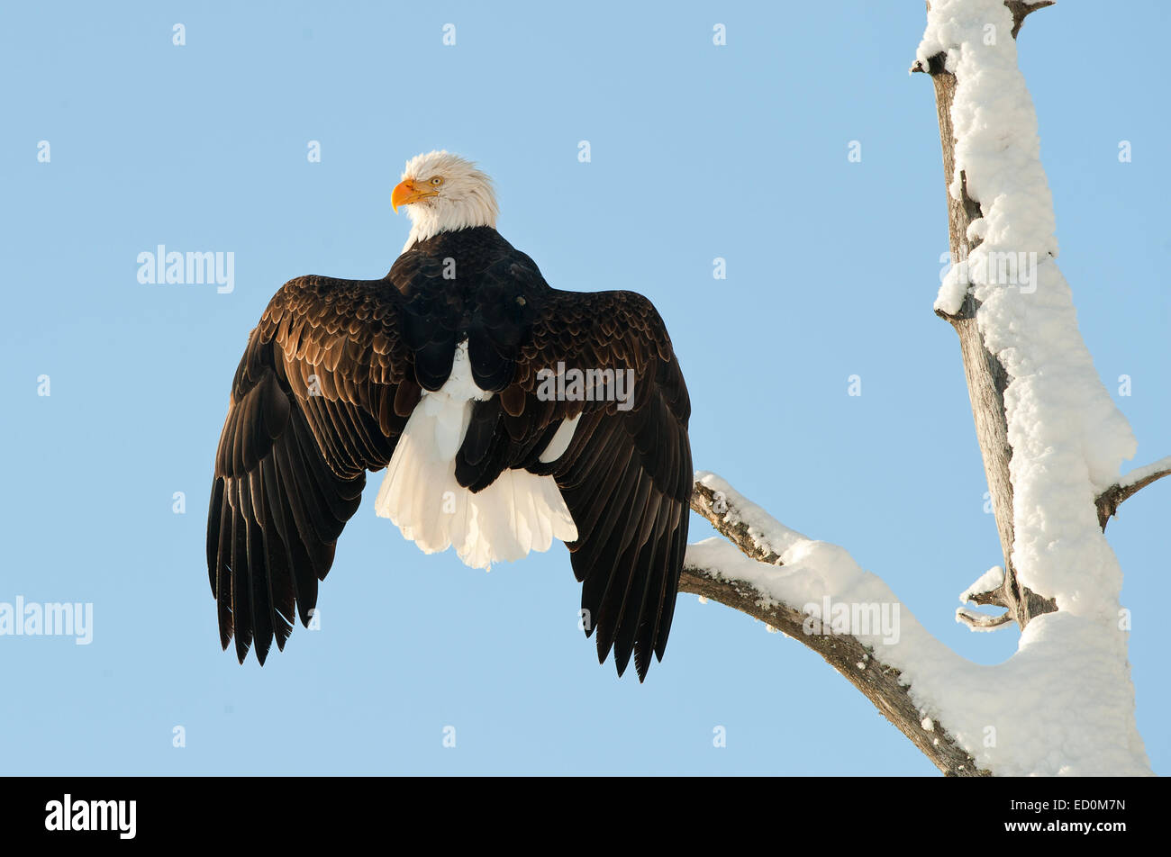 Weißkopf-Seeadler (Haliaeetus Leucocephalus) am Baum. Stockfoto