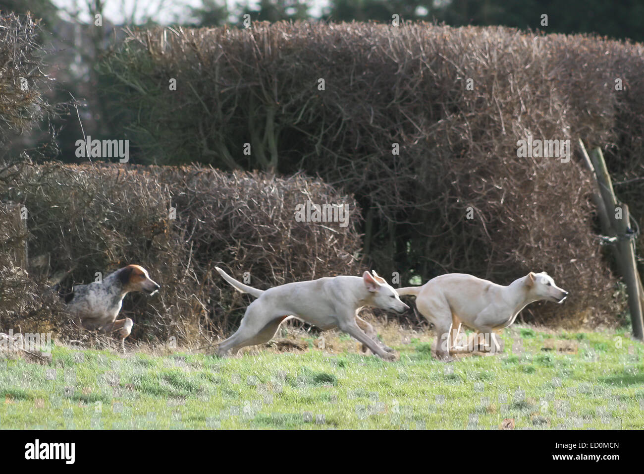 Oakham, Rutland, UK. 23. Dezember 2014. Cottesmore Hunde springen durch die Hecke auf der Jagd nach die Treffen im Dorf Barleythorpe in der Nähe von Oakham, Rutland, UK statt. Bildnachweis: Jim Harrison/Alamy Live-Nachrichten Stockfoto