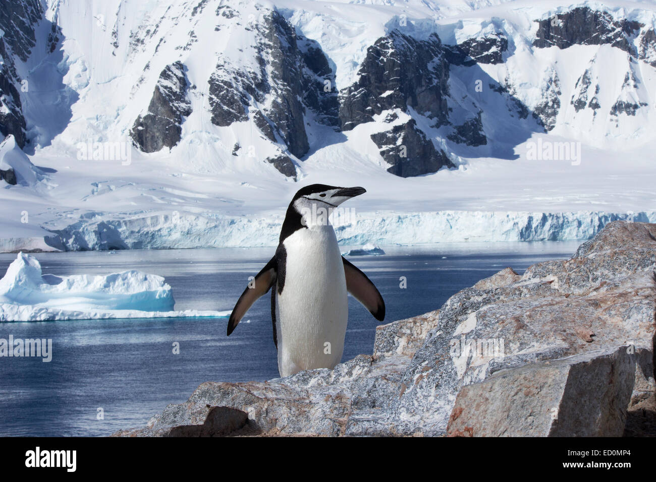 Kinnriemen Pinguin am Orne Island, Antarktis mit Schnee bedeckten Bergen und ein kleiner Eisberg in der Ferne Stockfoto