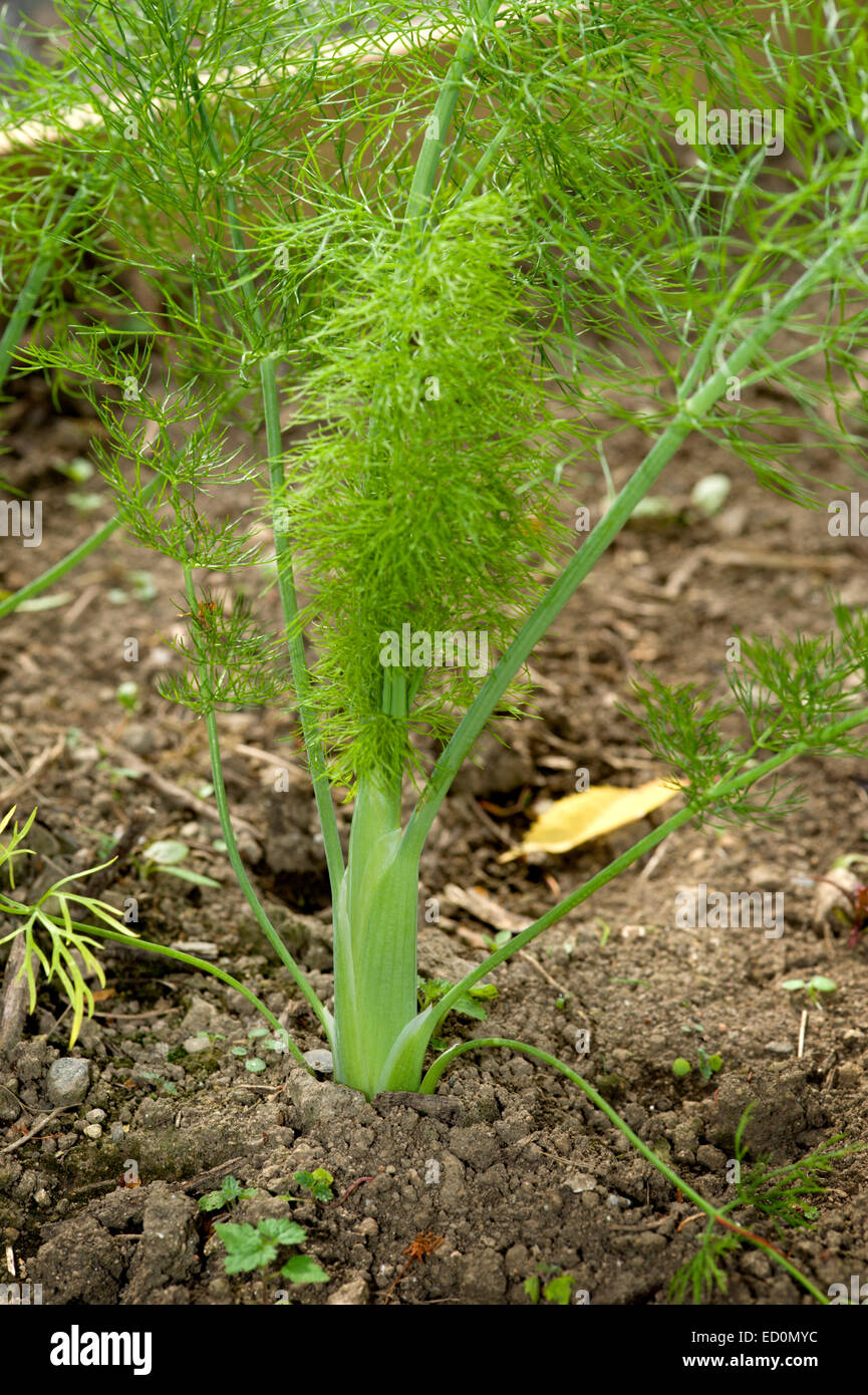 Fenchel wächst in eine neu erstellte Gemüsegarten in einem Garten in Schottland in den Cairngorms National Park Stockfoto