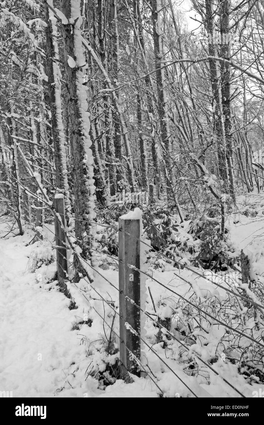 Schnee bedeckt, Kiefern und Birken Stockfoto