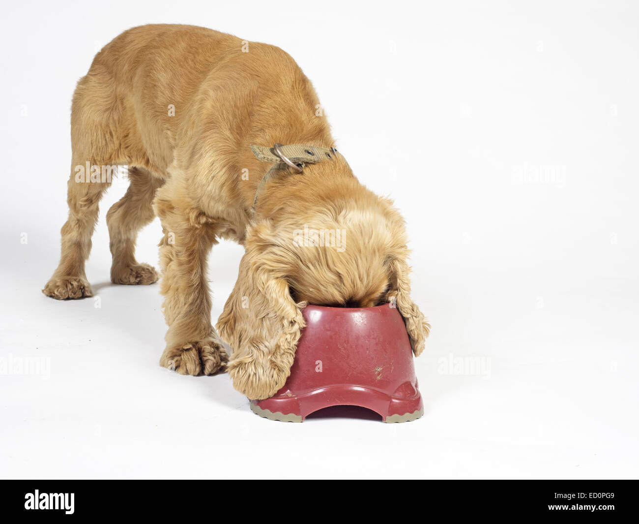 Honig, farbige Cocker Spaniel Fütterung aus tiefroten Hundenapf Stockfoto