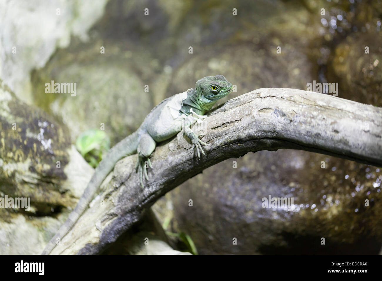 Whipsnade Zoo: Chinese Water Dragon (Physignathus Cocincinus). Stockfoto