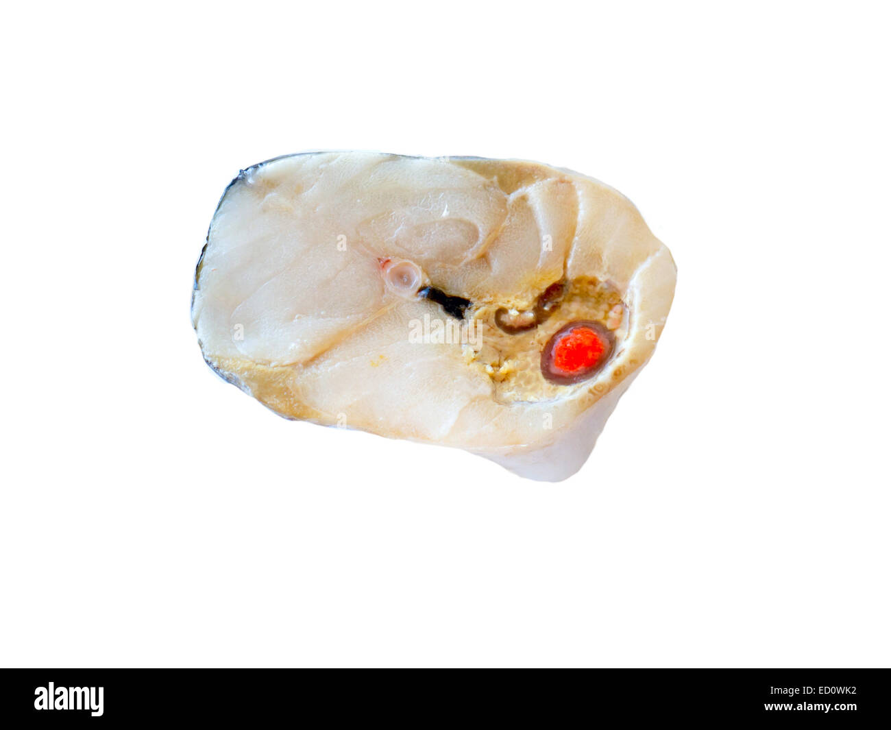 Fisch-Hintergrund. Stockfoto