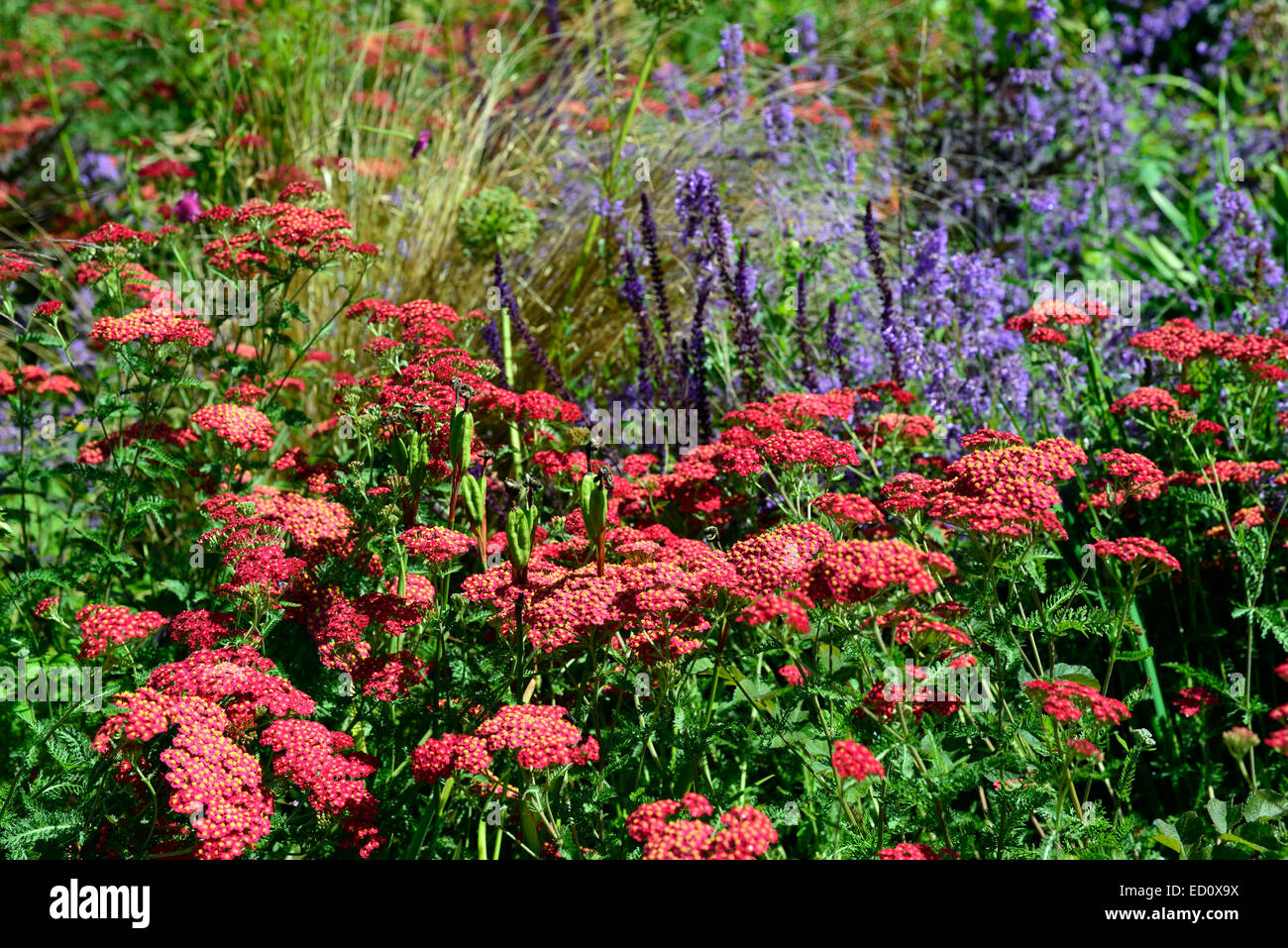 Achillea Millefolium rot blau Nepeta sechs Hügeln mischen gemischte Pflanze Pflanzen Schema Blumen Blume Blüte RM Floral Stockfoto