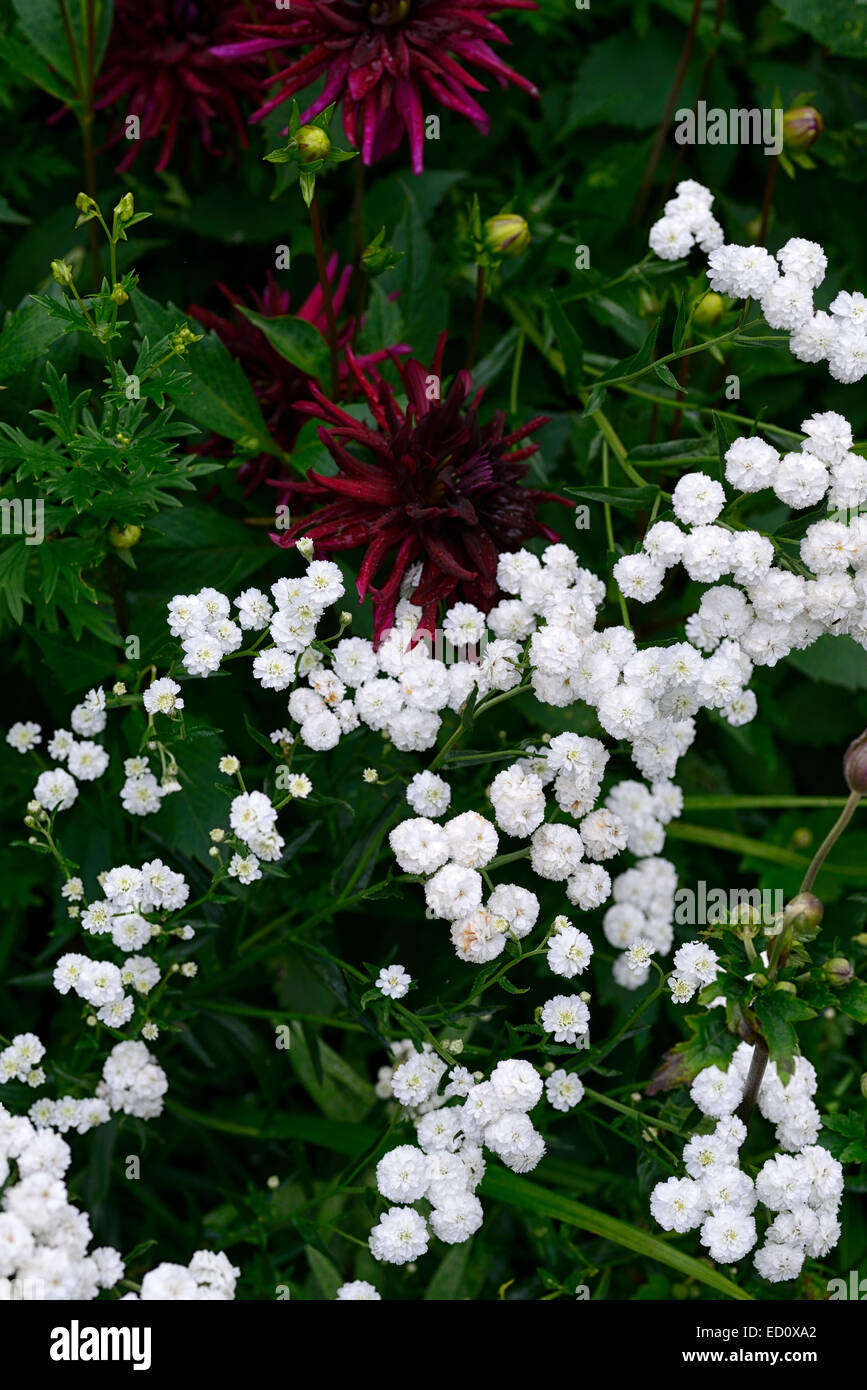Achillea Ptarmica der Perle weiß lila Dahlien Mix gemischte Pflanzung Schema mehrjährige Stauden Blume Blumen Floral RM Stockfoto