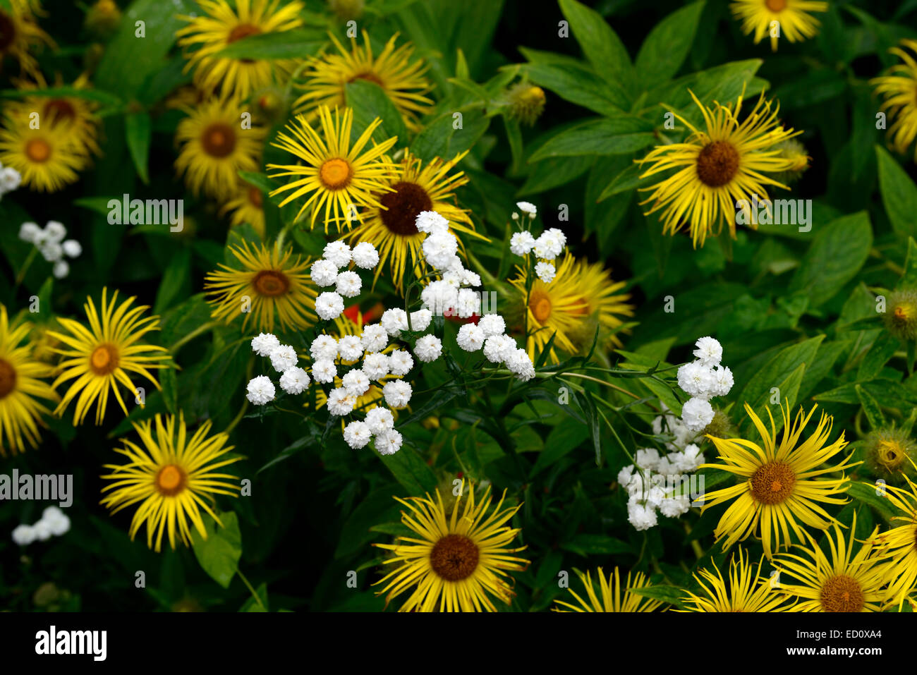Achillea Ptarmica die Perle Inula Helenium gelb weiße Mischung gemischt Bepflanzung Schema mehrjährige Stauden Blume Blumen Floral RM Stockfoto