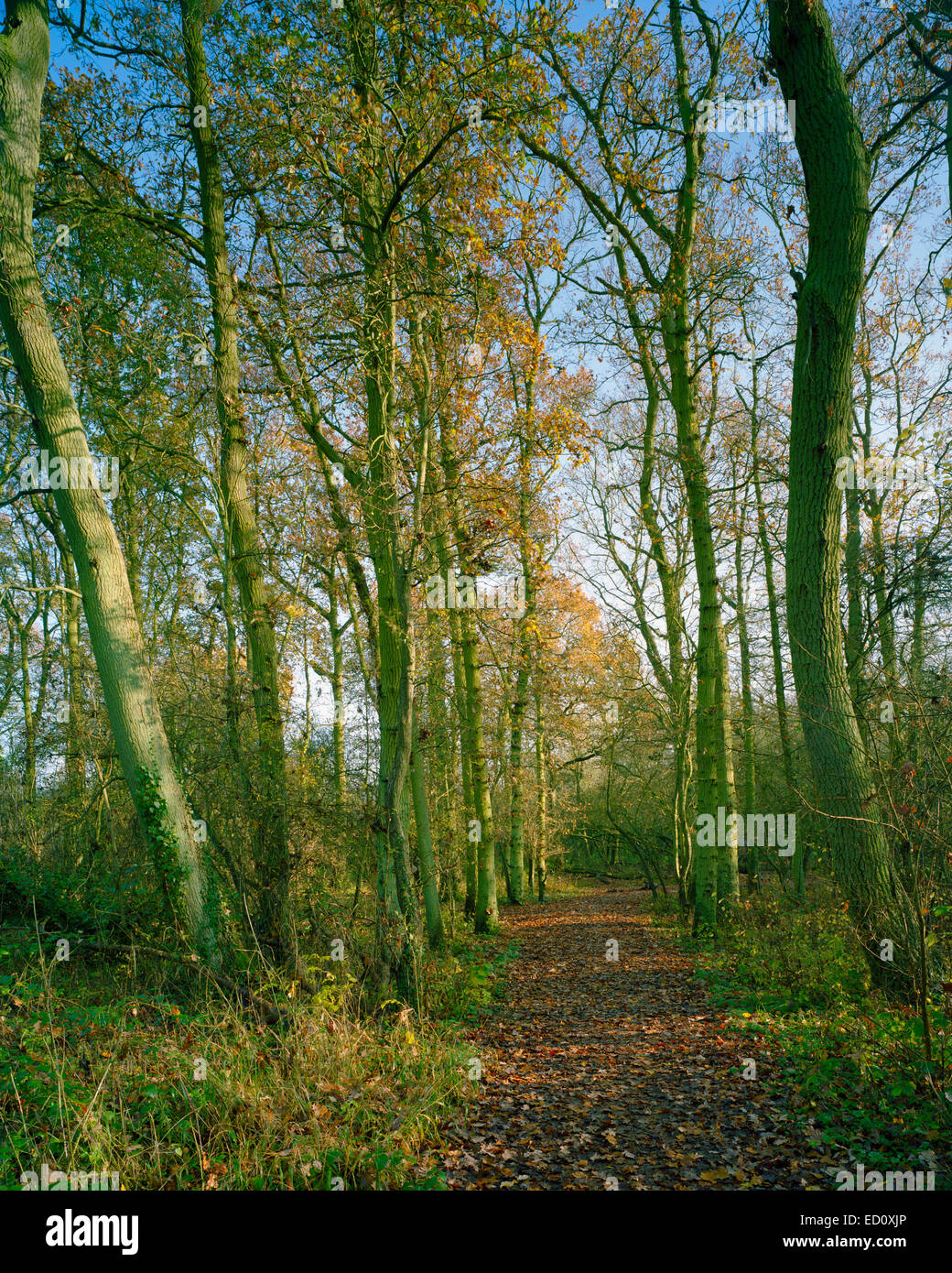 Herbstfarben im Eichen-Holz Wildlife Reserve in Cambourne Cambridgeshire Stockfoto