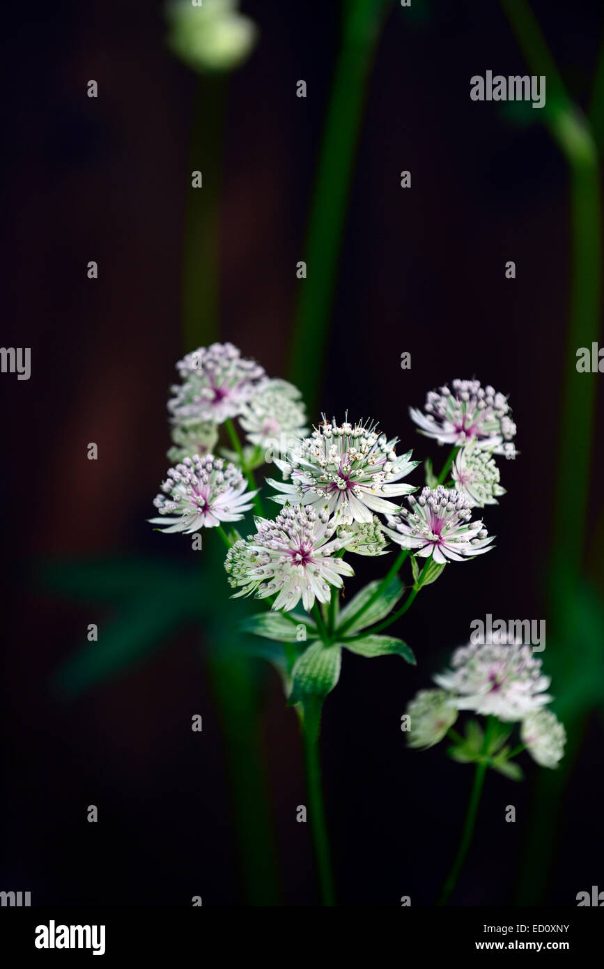 Astrantia Große Sterndolde weiße Blume Blumen dunkel schwarzer Hintergrund unscharf zentriert Pflanzen RM Floral Stockfoto