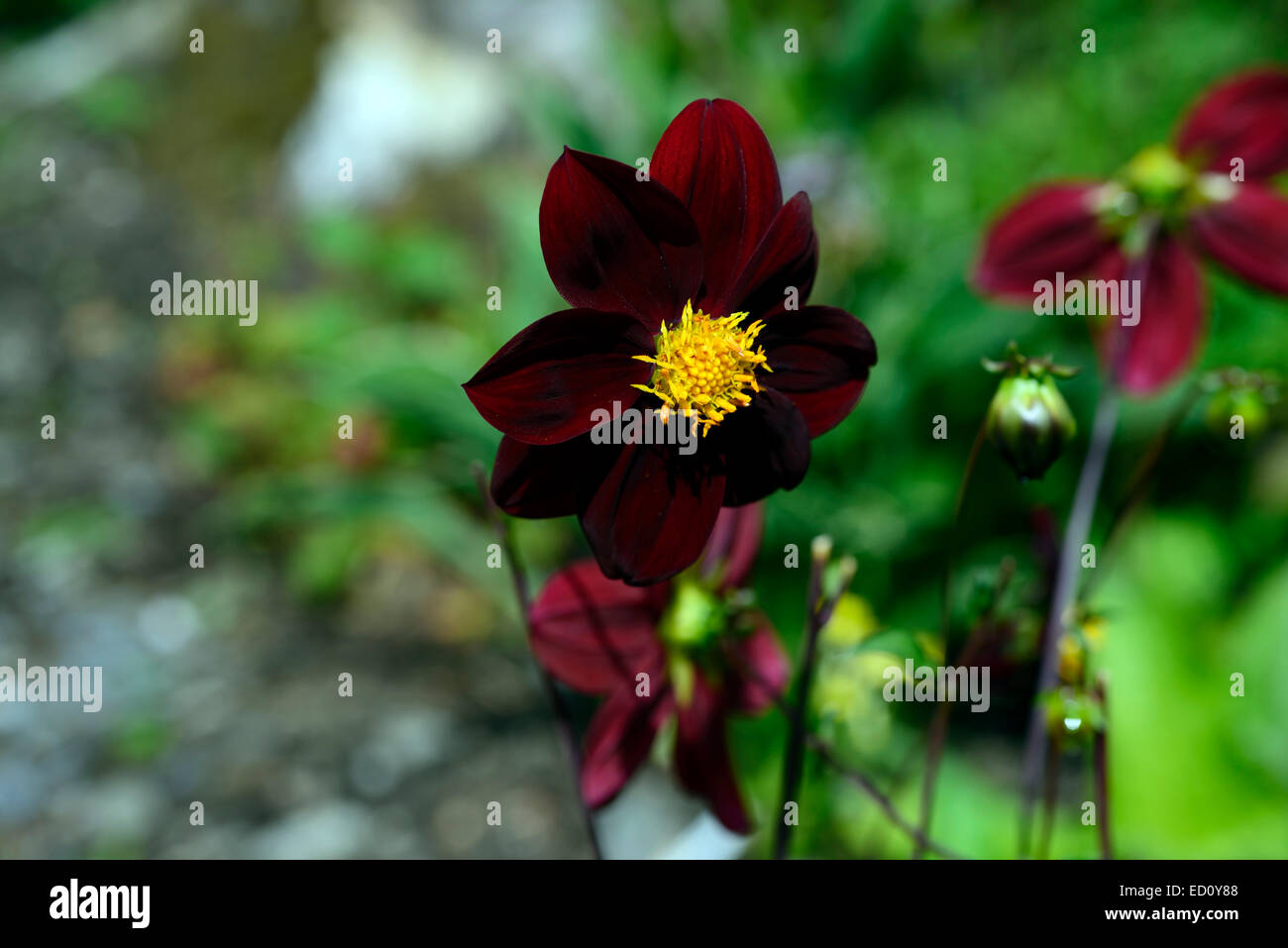 Dahlia x Kosmos mexikanische schwarze dunkelvioletten Blüten Blume Blüte Stauden duftende Tierwelt freundliche Knolle RM Floral Stockfoto