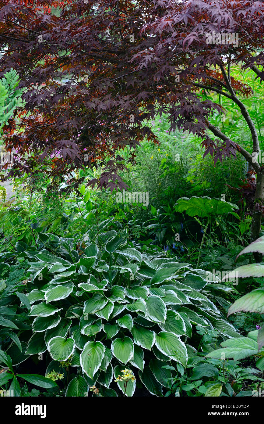 Hosta Fortunei Albomarginata Acer Bloodgood Schatten Schattige