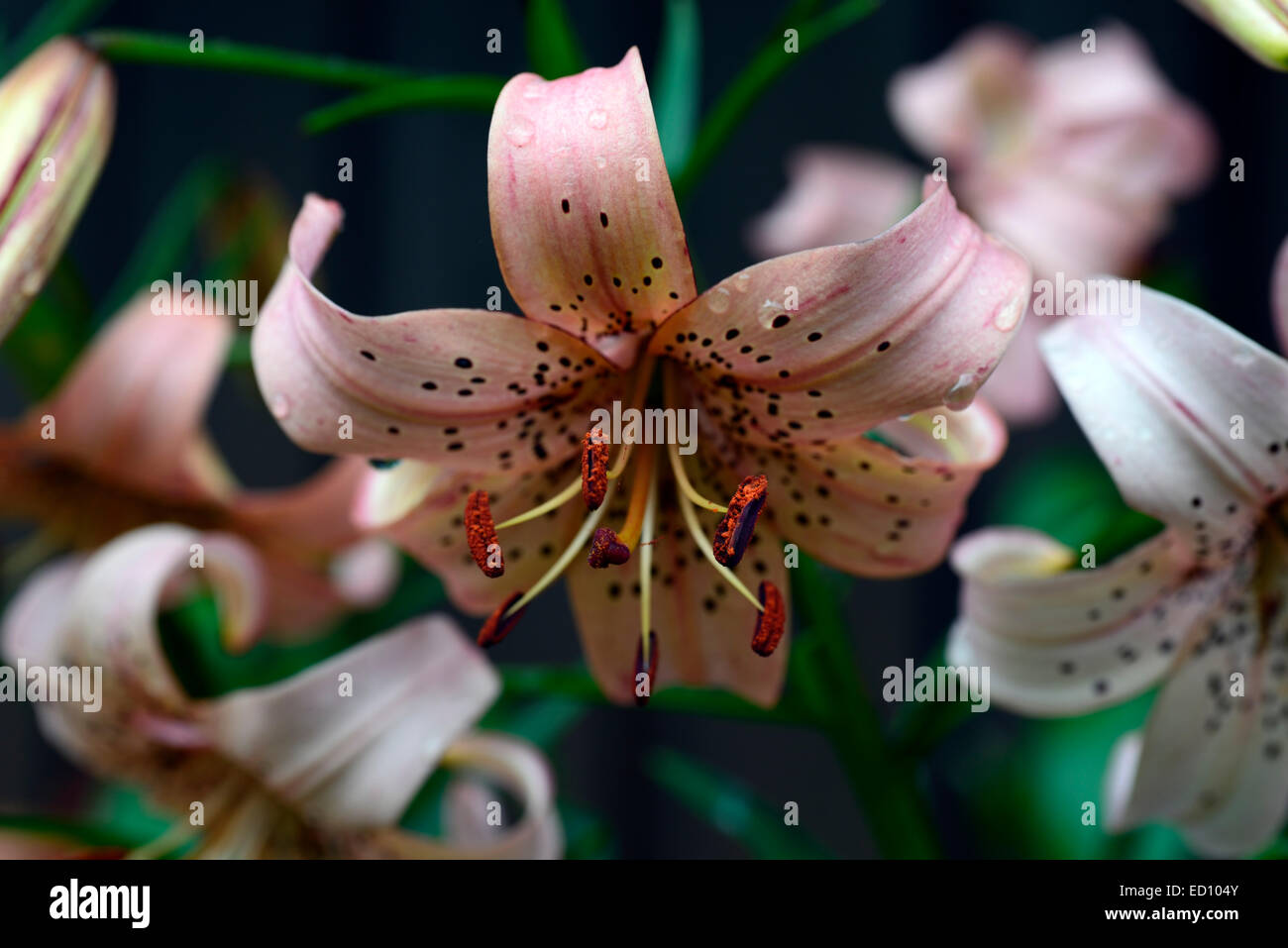 Lilium Lancifolium Lachs farbige Tigerlilie Lilien Zwiebeln Sommer Blume Blüte Blumen gesprenkelt Markierungen Closeup RM Floral Stockfoto