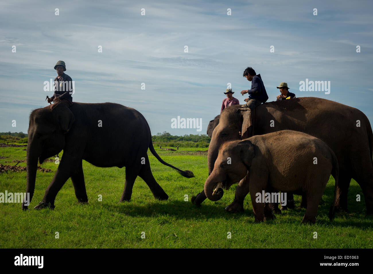 Elefant-Halter nehmen ihre Elefanten auf dem Futterplatz in Way Kambas Nationalpark, Indonesien. Stockfoto