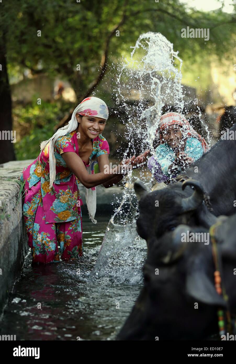 Indische Mädchen spritzen die Büffel mit Wasser Indien Stockfoto