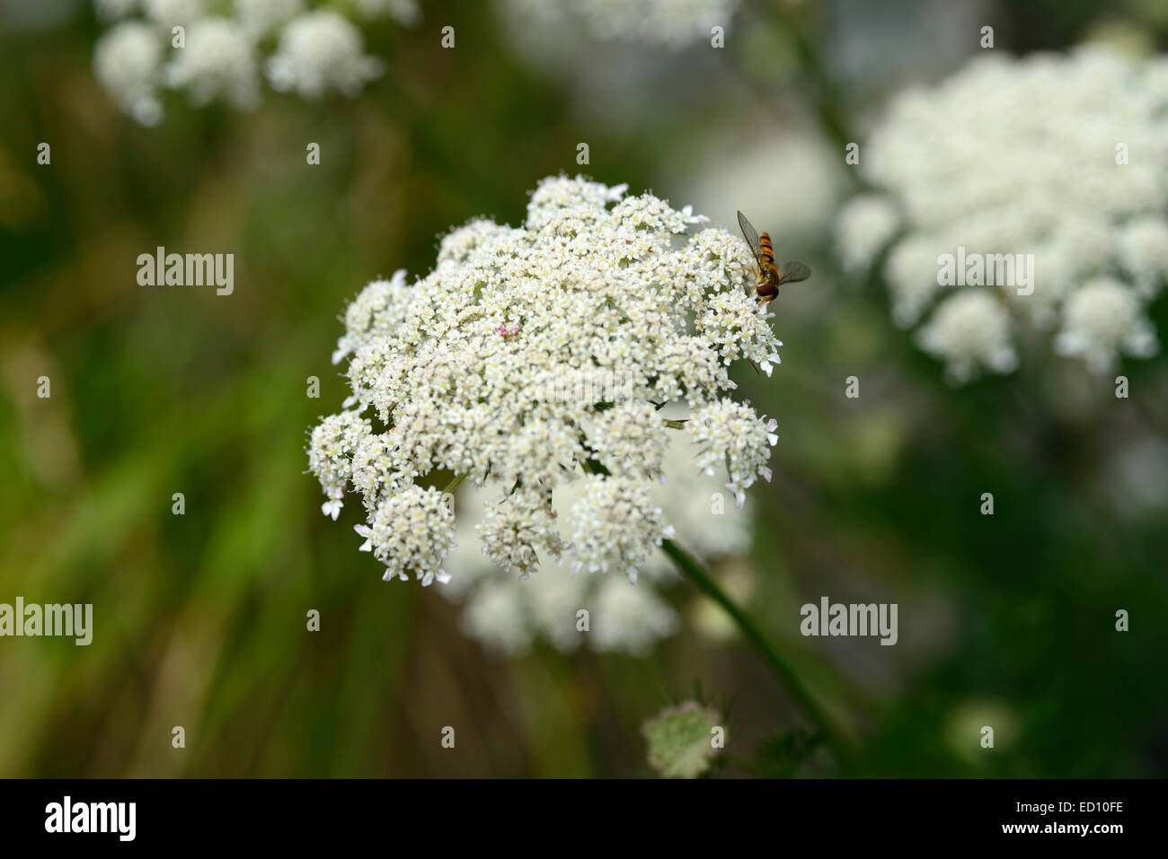 Engelwurze Tenuifolium Syn Wallichianum Weisse Milch Petersilie