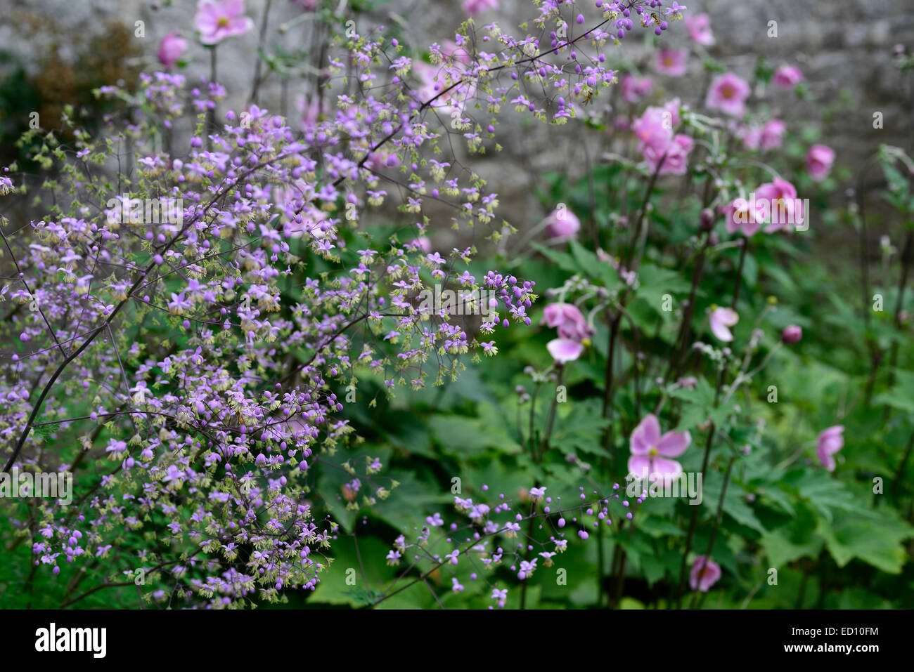 Thalictrum Delavayi Anemone Hupehensis Praecox gemischte krautige mehrjährige Grenze ummauerten Garten rosa lila Blumen Floral RM Stockfoto