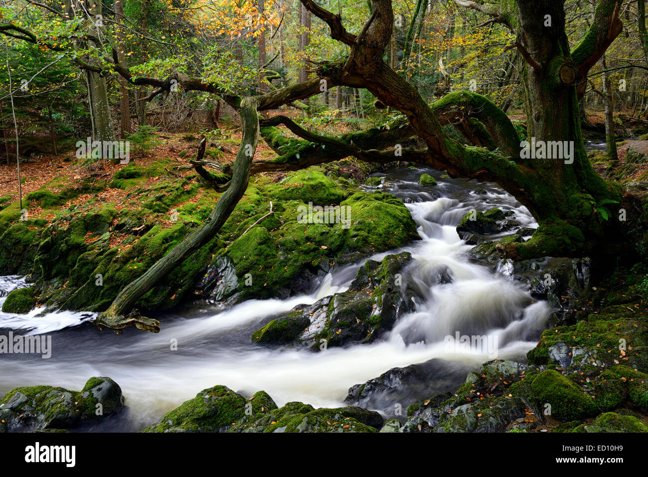 Tollymore Forest Park Shimna Fluss fließt durch County down Northern Irland Herbst Herbst herbstliche Stockfoto