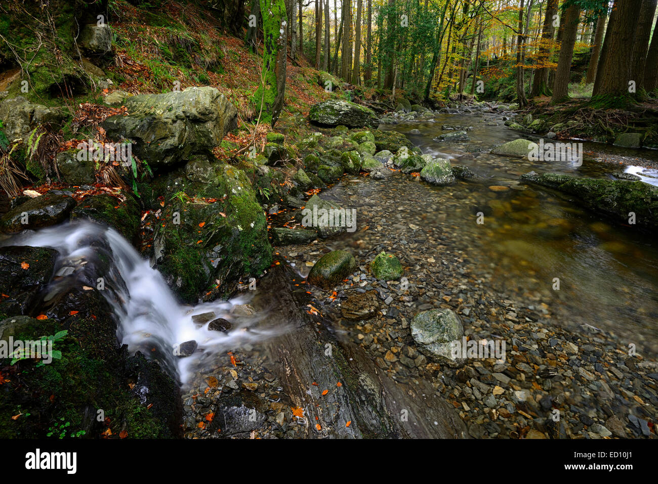 Tollymore Forest Park Shimna Fluss fließt durch County down Northern Irland Herbst Herbst herbstliche Stockfoto