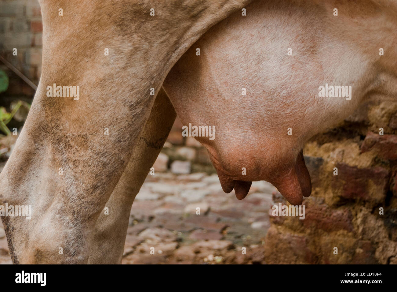 Bauernhof Tier Kuh Teil der Zitze Stockfoto
