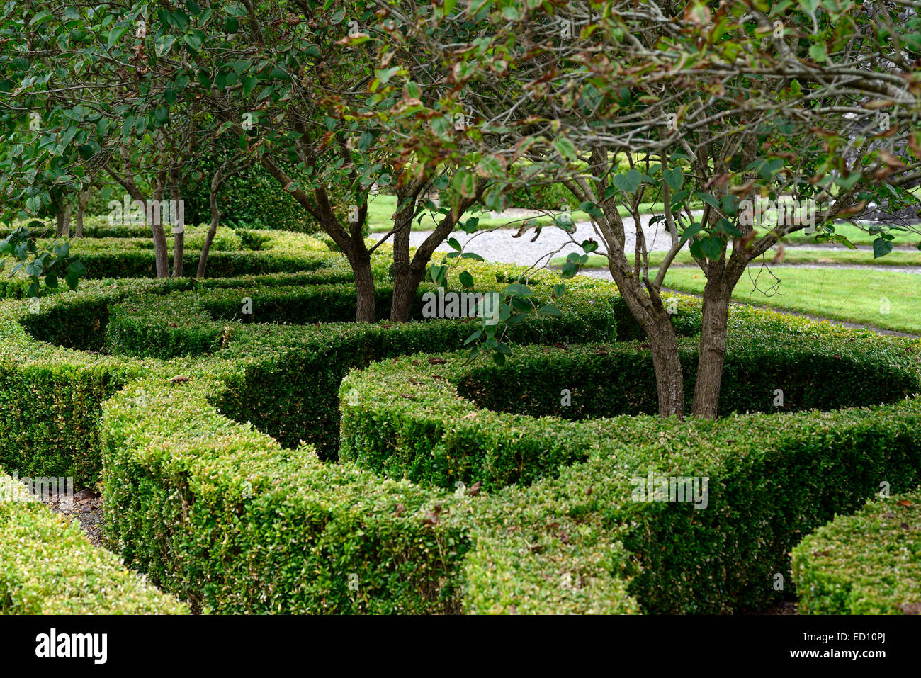 Box-Hedge Absicherung Parterre abgeschnitten cut-Design gestaltete formalen Garten Gartenarbeit ornamentalen Hecke getrimmt gewebt RM Floral Stockfoto