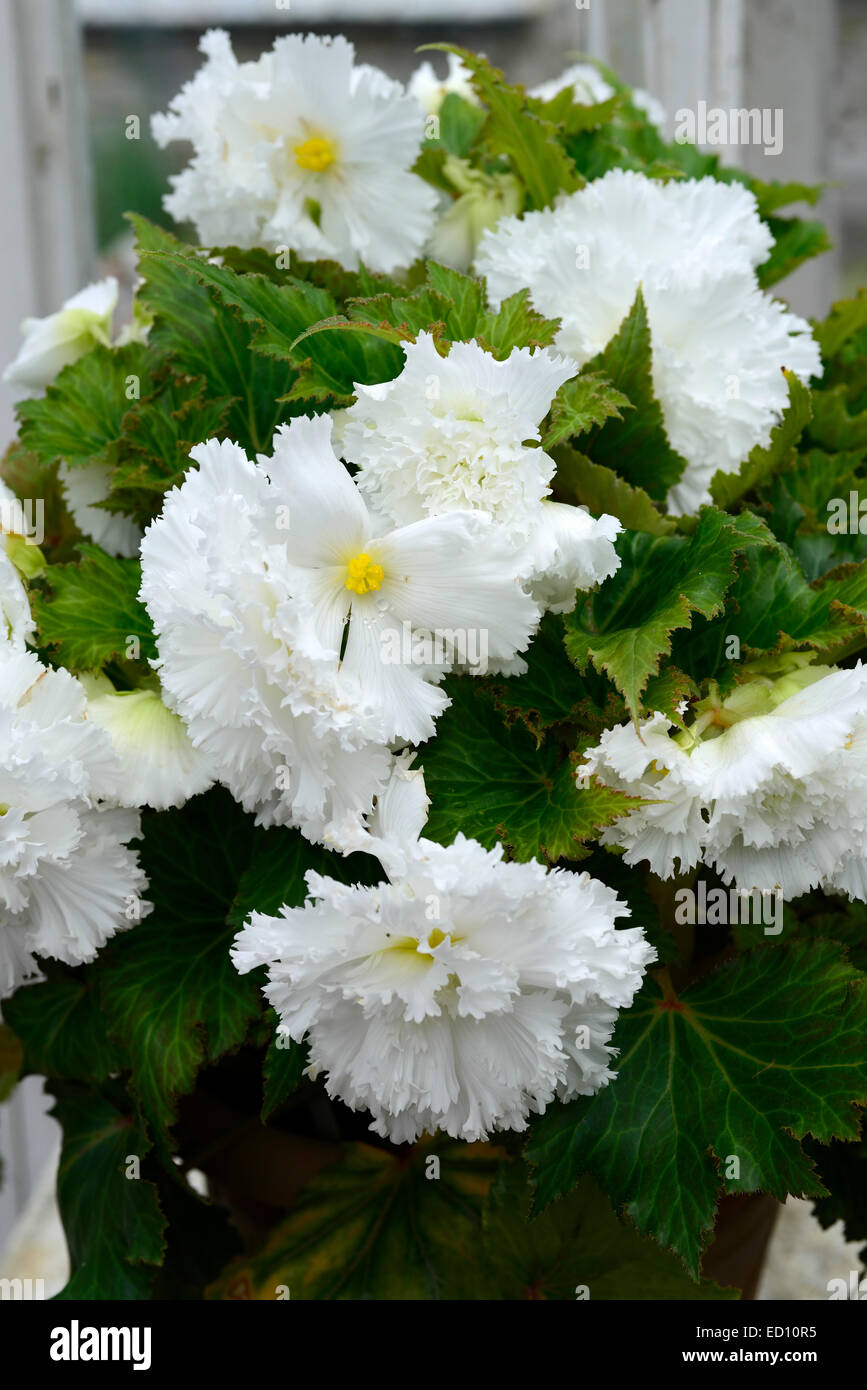 weiße doppelte Begonie nachgestellte Pflanze zart jährliche Lampe Blume Blumen Blüte RM Floral Bettwäsche Stockfoto