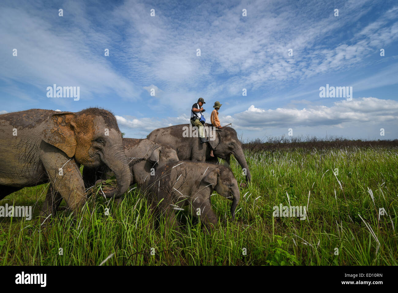 Elefantenreiten in Way Kambas Nationalpark, Indonesien. Stockfoto