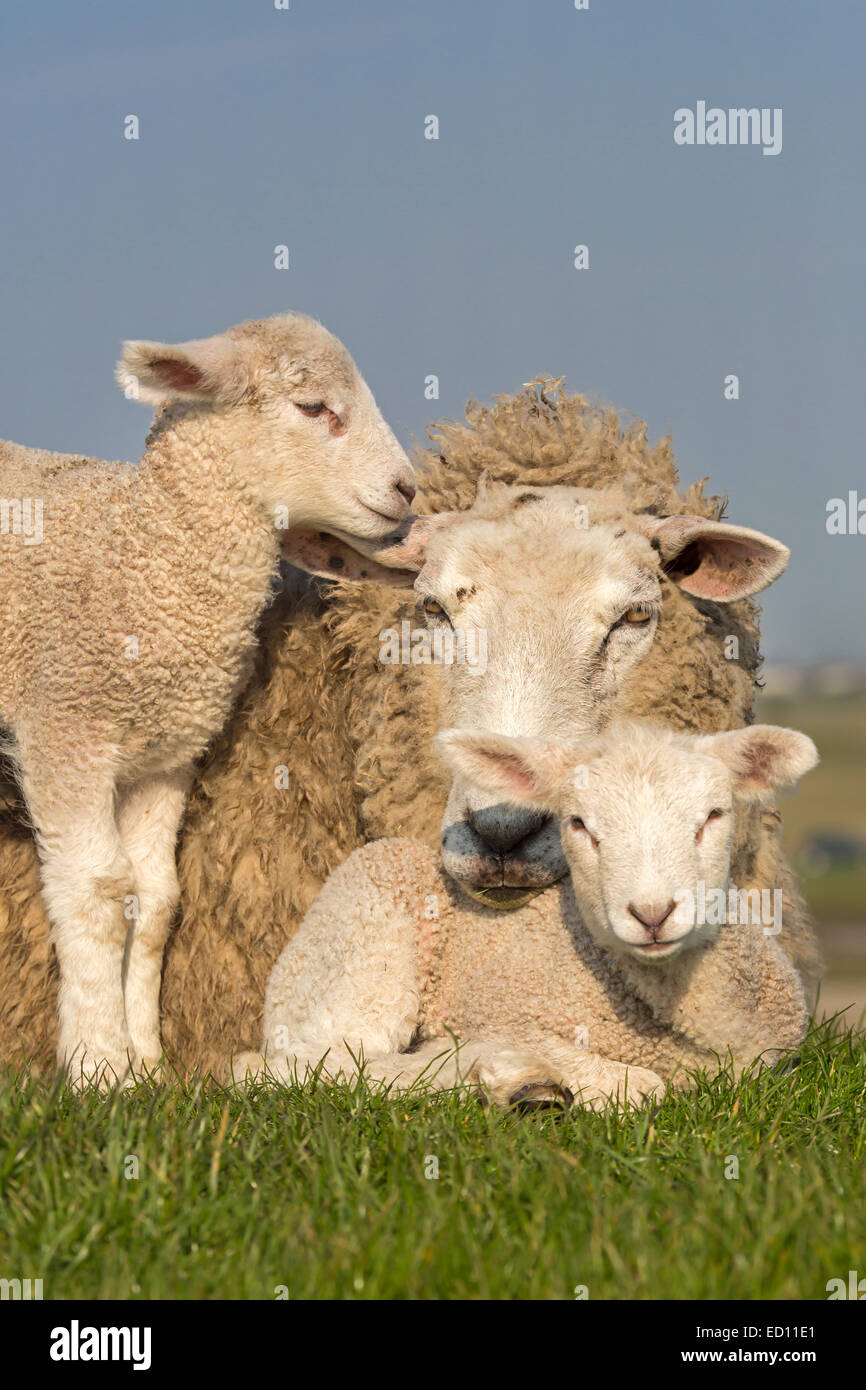 Schafe mit Jungtieren, Nordfriesland, Schleswig-Holstein, Deutschland, Europa Stockfoto