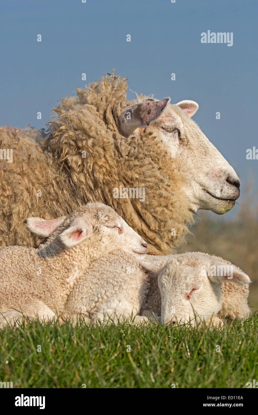 Schafe mit Jungtieren, Nordfriesland, Schleswig-Holstein, Deutschland, Europa Stockfoto