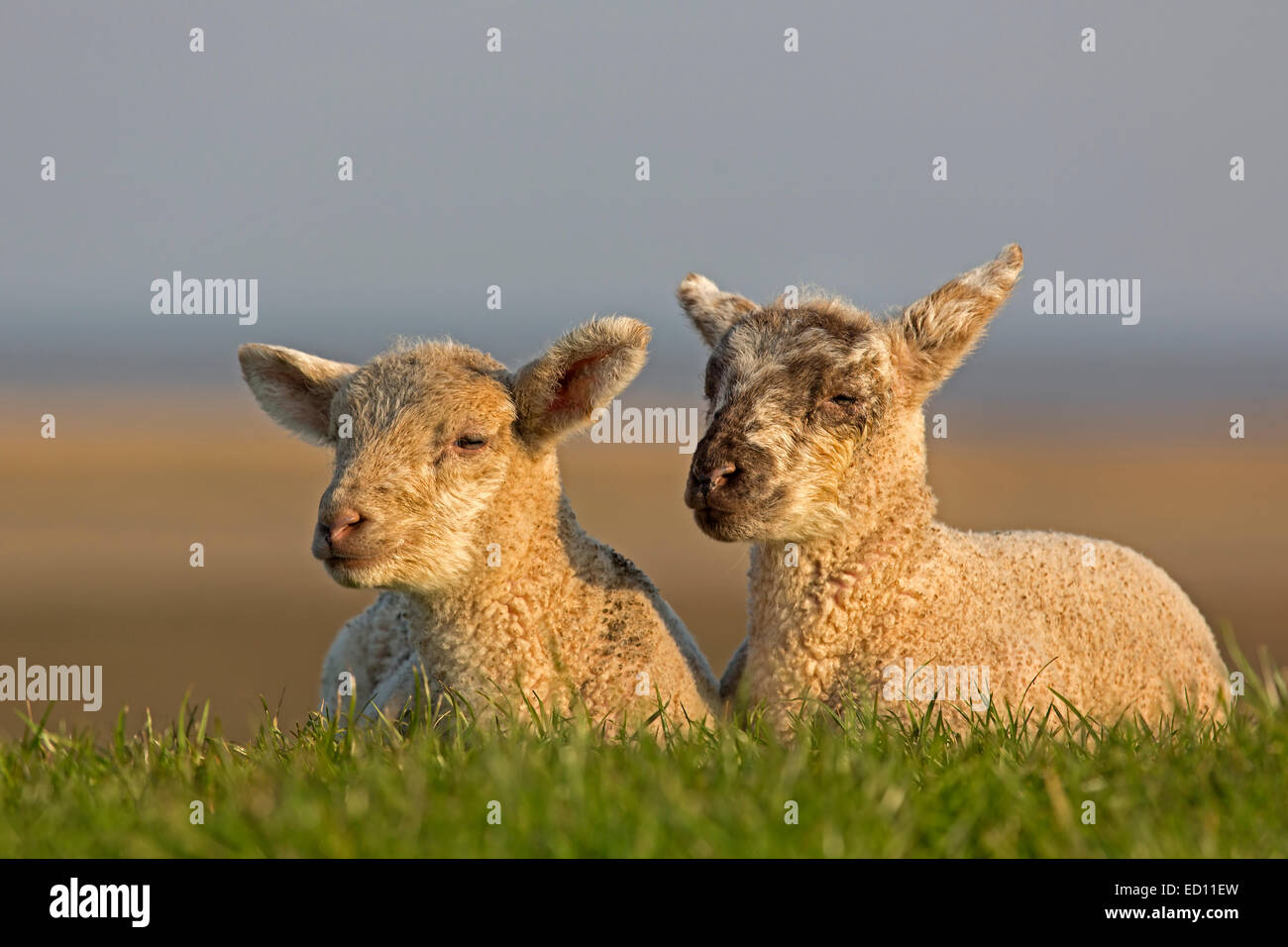 Junge Tiere Schafe, Nordfriesland, Schleswig-Holstein, Deutschland, Europa Stockfoto