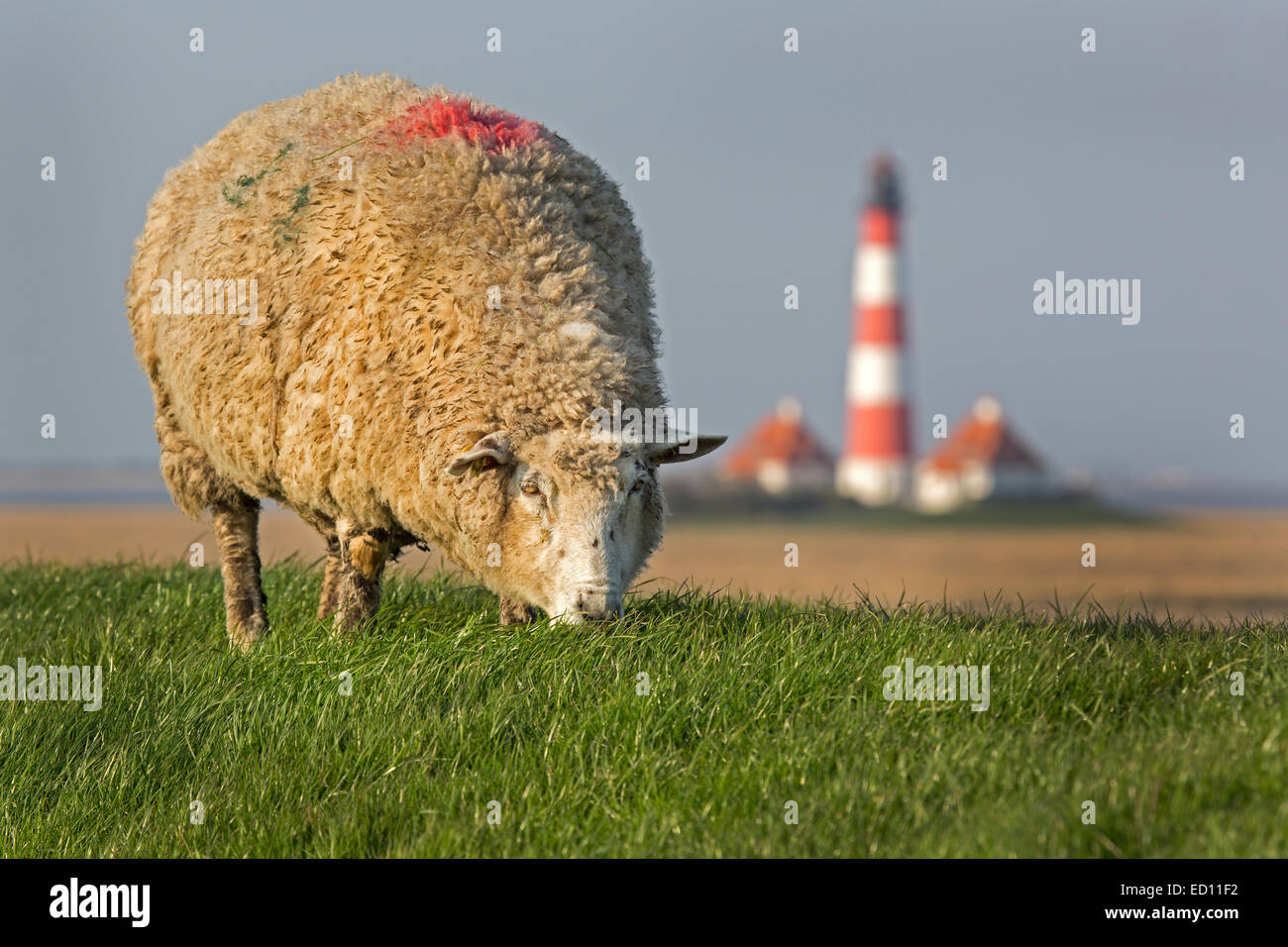 Leuchtturm und Schafe, Westerheversand, Westerhever, Eiderstedt, Nordfriesland, Schleswig-Holstein, Deutschland, Europa Stockfoto