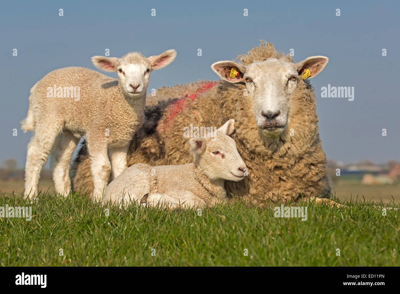 Schafe mit Jungtieren, Nordfriesland, Schleswig-Holstein, Deutschland, Europa Stockfoto