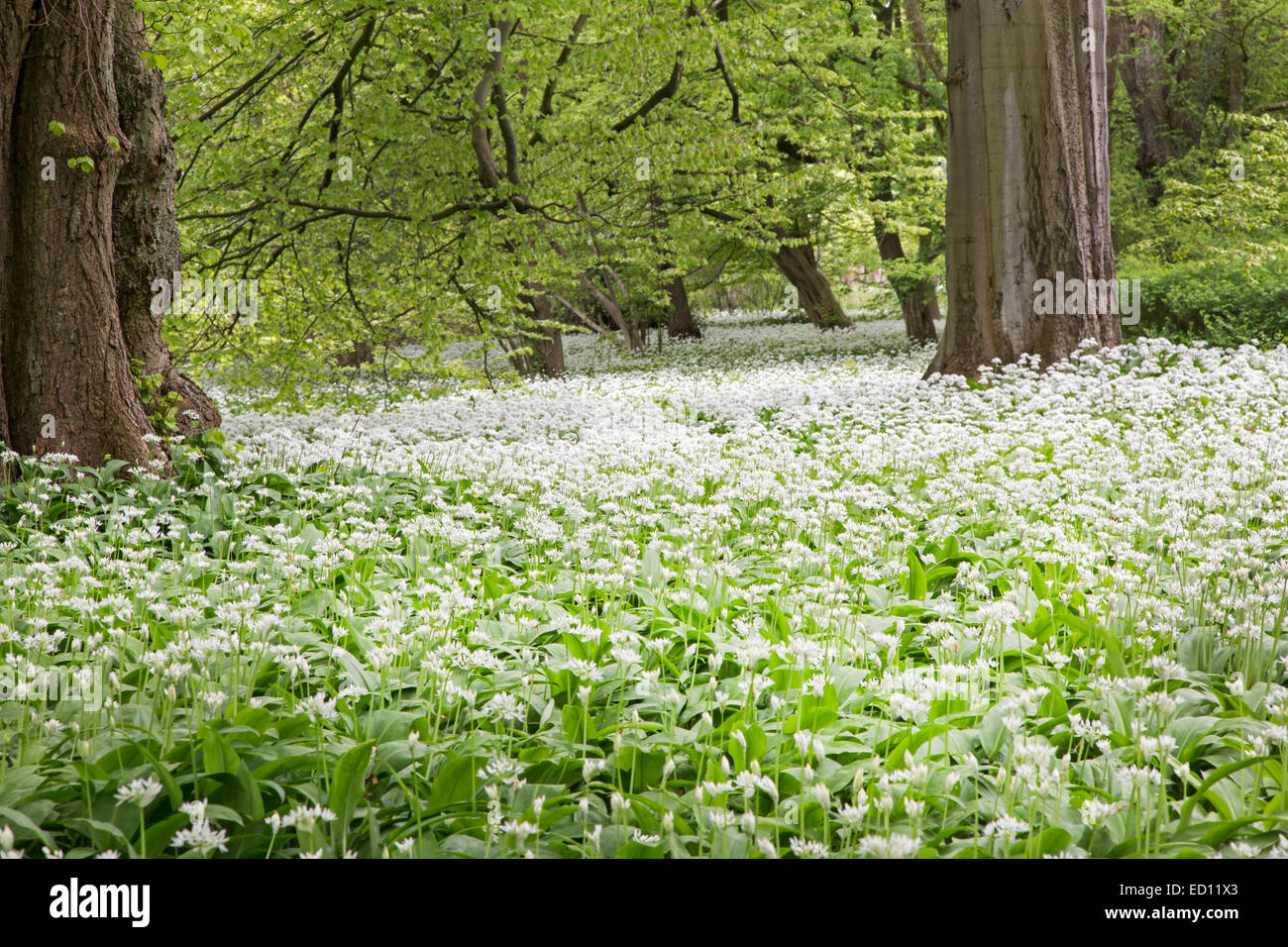 Blühenden Bärlauch (Allium Ursinum, Putbus, Rügen, Deutschland, Europa Stockfoto